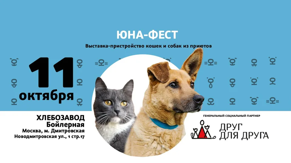 Юна-Фест. Выставка-пристройство животных из приюта