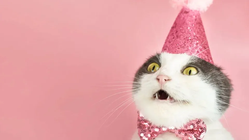 Интерактивный спектакль для детей «День Кота» от 0 и до 5 лет!!Премьера!