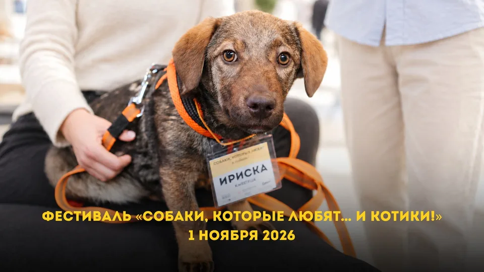 Фестиваль «Собаки, которые любят... и котики!»