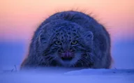 Афиша: Золотая Черепаха
