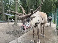 В гости к северным оленям и в старинную Рузу (из Москвы)
