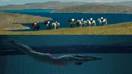 Афиша: Сеанс «ЖИВАЯ ВОДА»: «БАЙКАЛ: ЖИВАЯ ВОДА» (плавание), «Вода малая» (плавание)