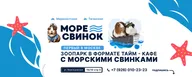 Моресвинок - зоопарк с морскими свинками